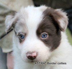 Red Merle Tricolour MALE border collie puppy